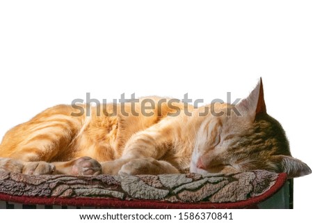 Cute orange cat sunbathe Isolated white background