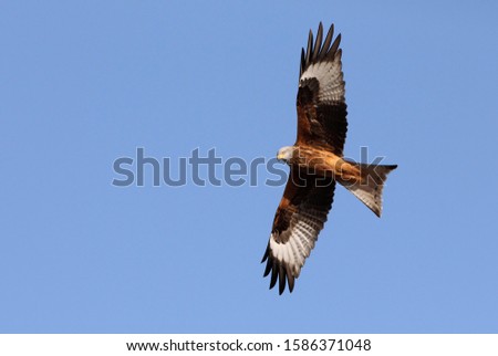 Red kite flying, raptors, birds, eagles