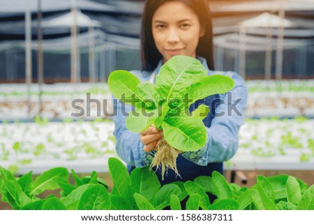 Farmer, Owner hydroponics vegetable farm in the greenhouse collected the green organic vegetables and present to you. Selected focus