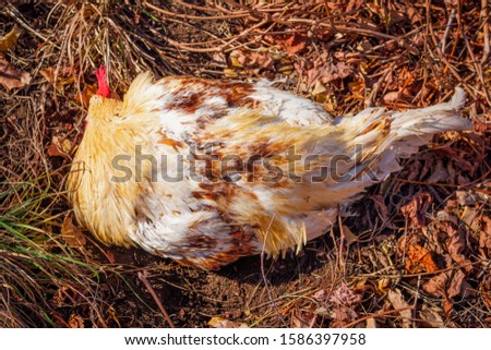 Big yellow cock bathing in a pit