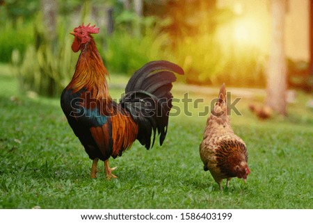Two chickens for food in the grass Royalty-Free Stock Photo #1586403199