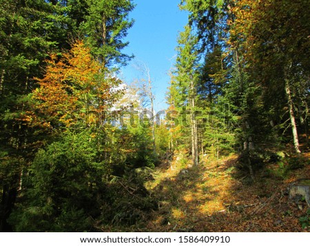 Clearing in a spruce forest in Slovenia with a beech tree in orange and yellow autumn or fall colors in front