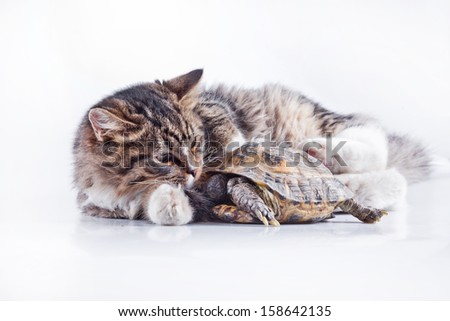 tabby cat. Cat and turtle