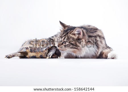 tabby cat. Cat and turtle