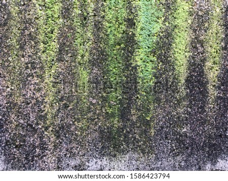 Green moss pattern on old concrete wall. It a organism and habitat ecology cycle life of nature. Natural ecology life background for education and  research work.