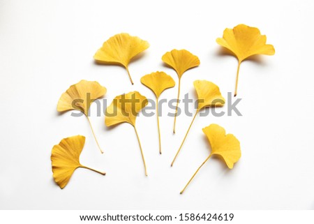 Composition of golden decorative beautiful dry Ginkgo leaves on white background. Flat lay, top view minimal neutral floral arrangement. Ginkgo biloba. Royalty-Free Stock Photo #1586424619