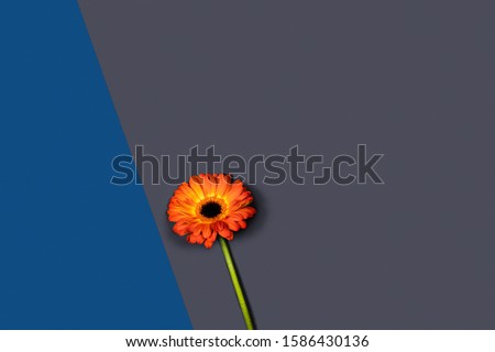 Card with orange gerbera on classic blue and grey background. Flat lay, top view, copy space.