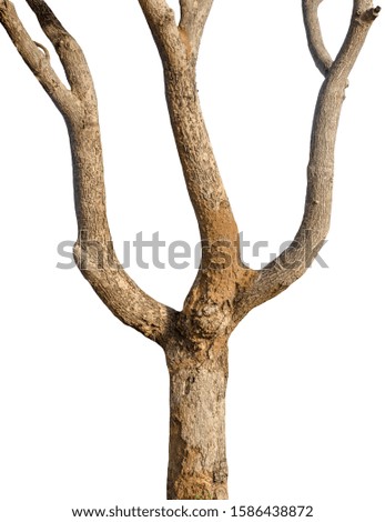 trunk of the tree stands on a white Background