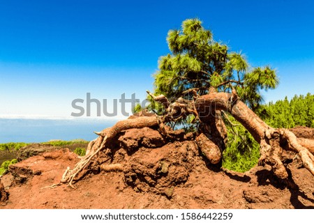 Composition Of A Dry Tree Volcanic Rocks And A Pine Tree With The Sky The Atlantic Ocean Joining The Bottom In El Teide National Park. April 13, 2019. Santa Cruz De Tenerife Spain Africa. Travel