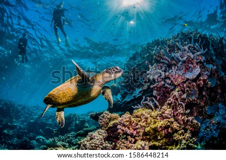 Turtle swimming among colorful coral reef with swimmers and divers observing nearby