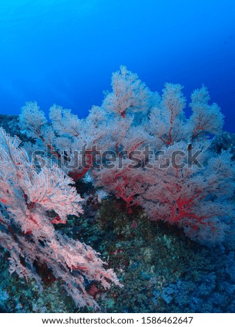 Underwater Photograph Thailand No editing
