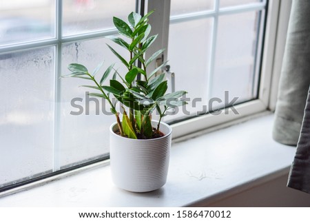 Green plant on the windowsill  Royalty-Free Stock Photo #1586470012