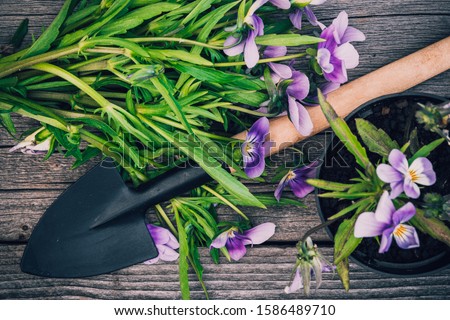 pansies in pot and trowel on wooden table, floriculture and potted plants