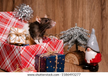 Cute rat in a box with New Year's gifts. The symbol of the new year.A gray Christmas rat sits in a gift box. New Year's and Christmas.