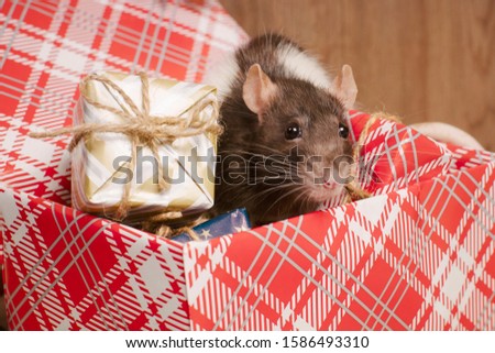Cute rat in a box with New Year's gifts. The symbol of the new year.A gray Christmas rat sits in a gift box. New Year's and Christmas.