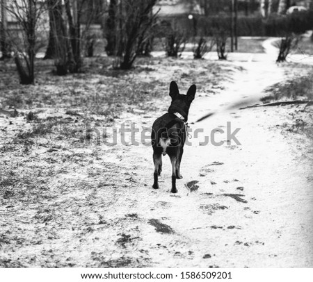 The dog is looking for a way home on a snowy path

