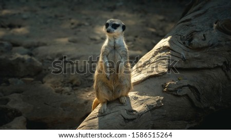 A beautiful photograph of Meerkat (Suricata Suricatta), also known as suricate. Wildlife, living on Africa.