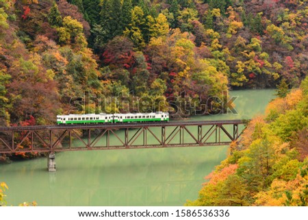 Commuting on the bridges of the Tadami line with maple leaves.