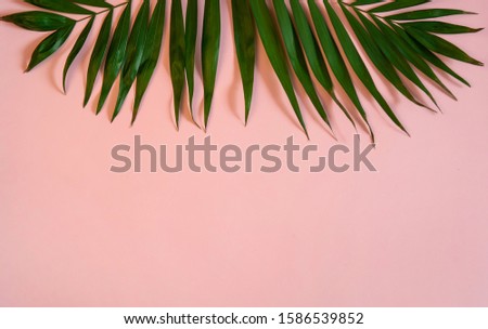 Minimal natural  summer concept. Tropical green palm leaves on pink background. Free space for your text.