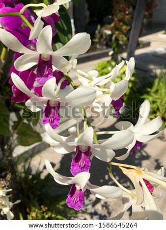 tropical flowers, orchids on the island of Phuket in Thailand