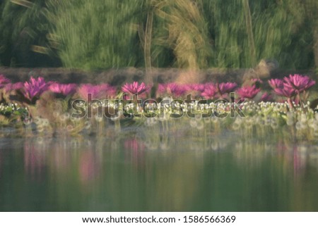 Photos of the flowers intentionally make the picture blurry as a background.Blurry flower for background. Color abstract blurred background.

