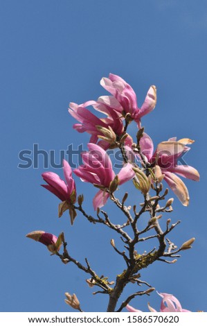 The beautiful magnolia in spring time.