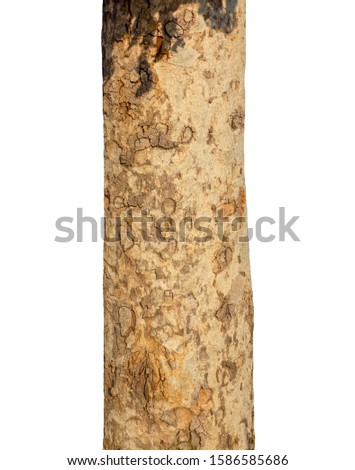 trunk of the tree stands on a white Background