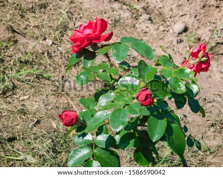 Roses on a bush in a garden. Russia.