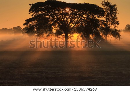 The beam from the morning sun to the tree Royalty-Free Stock Photo #1586594269