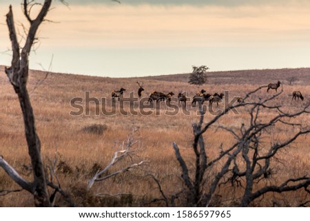 A herd of elks in the Wichita Mountains Wildlife Refuge not far away from Lawton Oklahoma in the United States of America.