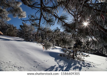
Sunset on a snowy mountain top and Christmas tree
