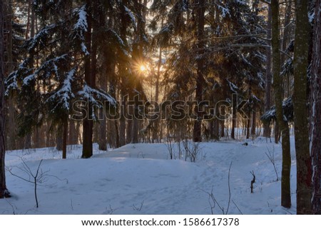 Forest in winter in Espoo Finland