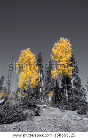 Brilliant golden fall aspen colors,  Cedar Breaks National Monument, Utah 
