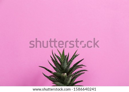 Beautiful succulent (Haworthia fasciata) on pink background