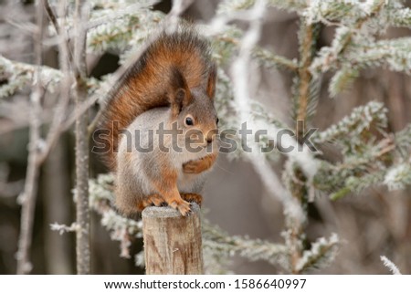 Squirrel sitting on a stump in wintertime.