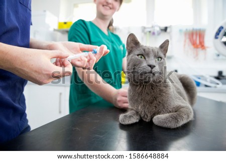 Vet giving pet cat innoculation injection on table in surgery Royalty-Free Stock Photo #1586648884