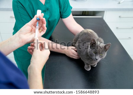 Vet giving pet cat innoculation injection on table in surgery Royalty-Free Stock Photo #1586648893