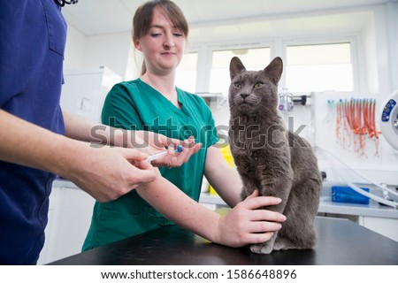 Vet giving pet cat innoculation injection on table in surgery Royalty-Free Stock Photo #1586648896