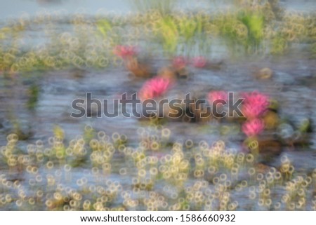 Photos of the flowers intentionally make the picture blurry as a background./Blurry flower for background./ Color abstract blurred background.

