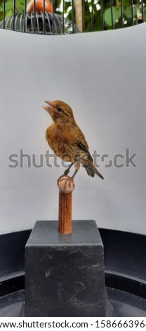 a charming canary trophy model