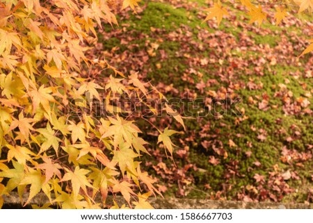 Close up of yellow maple leaves.