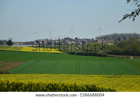 yellow and green fields in spring