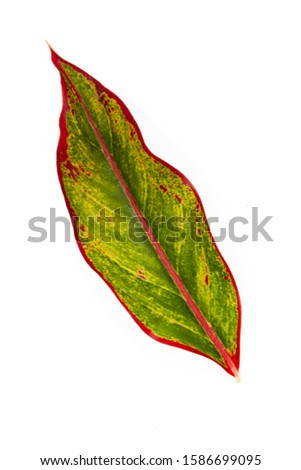  Leaf on a white background.
