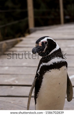 Closeup on Magellanic Penguin in the wild nature, in Patagonia region. Penguin in detail.