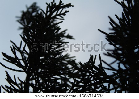 silhouette of evergreen leaves or christmas trees