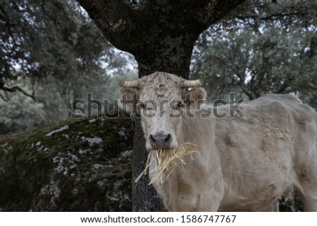 Cow in the middle of a meadow in the background outdoors looks field