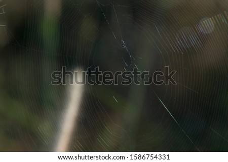 White spider web line image.