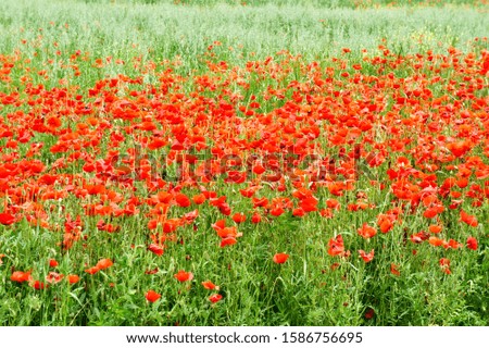 Bright poppy field in Tuscany              