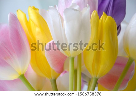 Close up of colorful bouquet of tulips