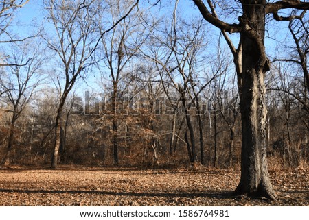 A patchwork of trees in a wilderness in Kansas City, Missouri. Picture taken on a cold day in December.